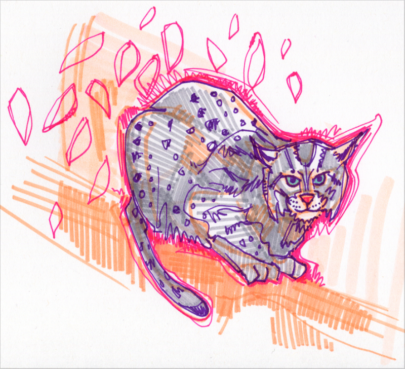 bobcat drawing