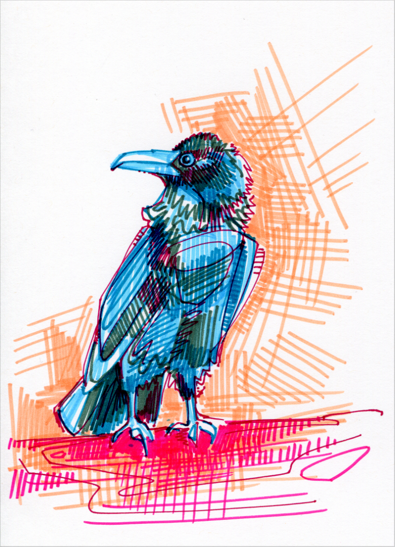 crow illustration