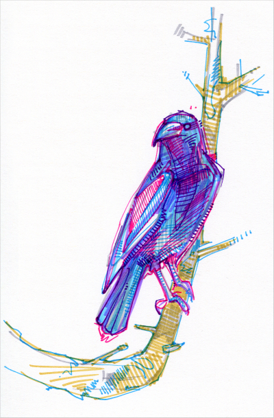 crow on a branch illustration by bird artist Gwenn Seemel