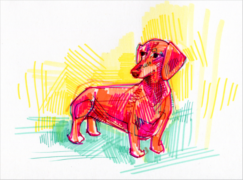 dachshund illustration