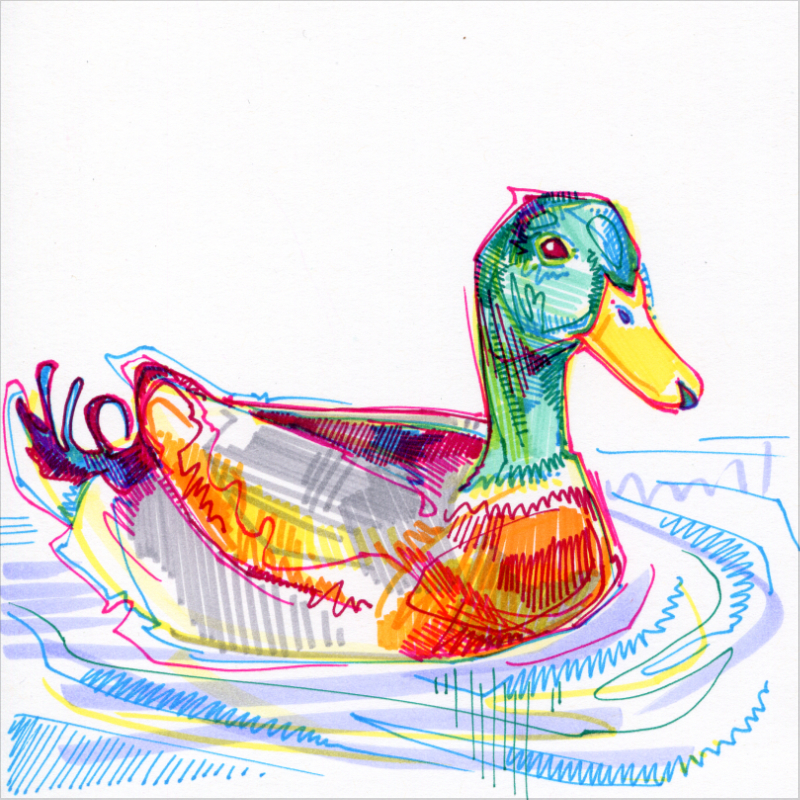 mallard duck illustration