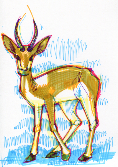 impala illustration