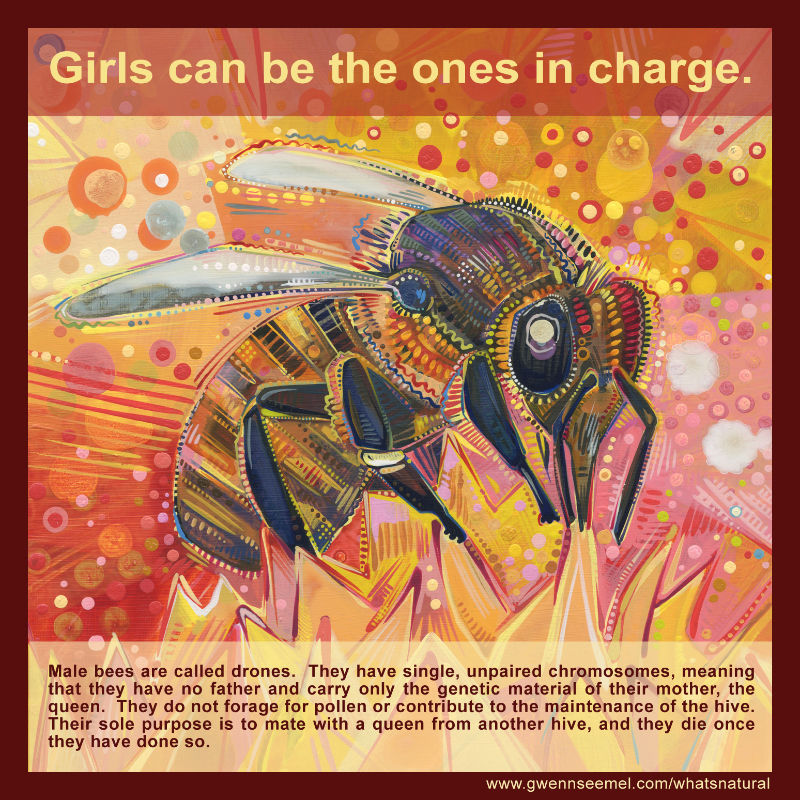 Male bees are called drones. They have single, unpaired chromosomes, meaning that they have no father and carry only the genetic material of their mother, the queen. They do not forage for pollen or contribute to the maintenance of the hive. Their sole purpose is to mate with a queen from another hive, and they die once they have done so.