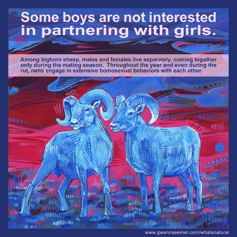 Among bighorn sheep, males and females live separately, coming together only during the mating season. Throughout the year and even during the rut, rams engage in extensive homosexual behaviors with each other.