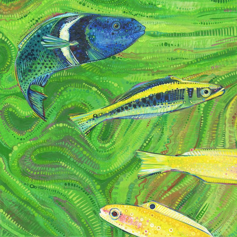painting of bluehead wrasse