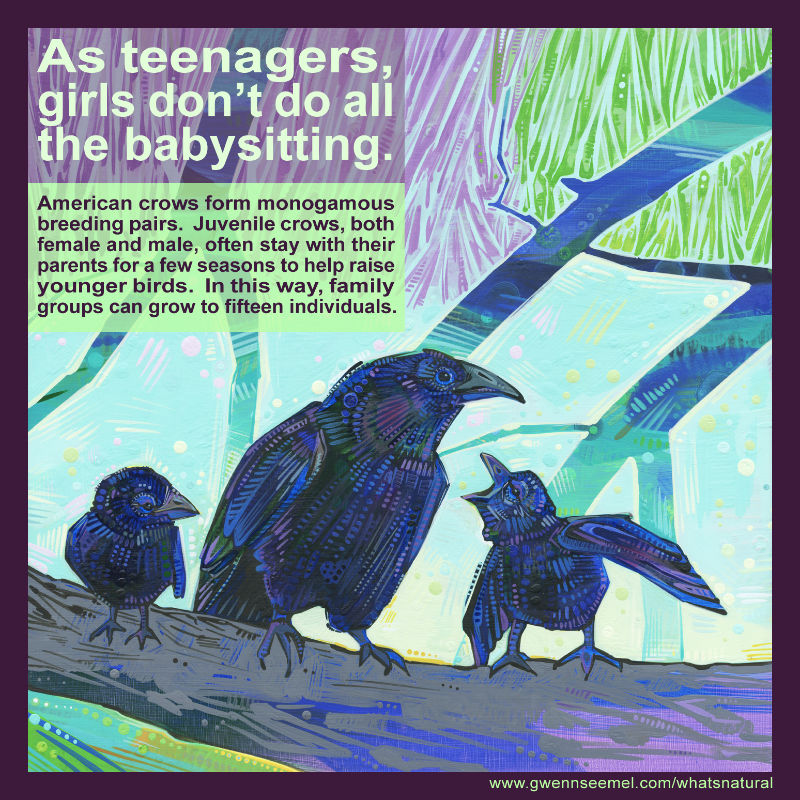 American crows form monogamous breeding pairs. Juvenile crows, both female and male, often stay with their parents for a few seasons to help raise younger birds. In this way, family groups can grow to fifteen individuals.