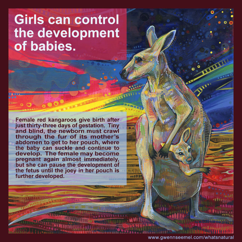 female kangaroos control their reproductive system, pausing fetus development when necessary