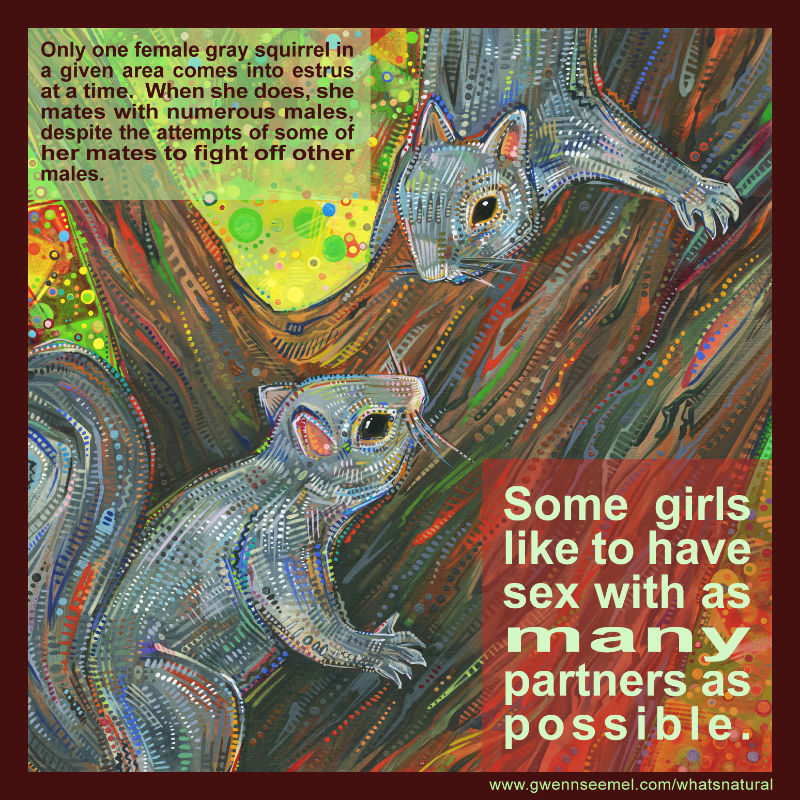 Only one female gray squirrel in a given area comes into estrus at a time. When she does, she mates with numerous males, despite the attempts of some of her mates to fight off other males.