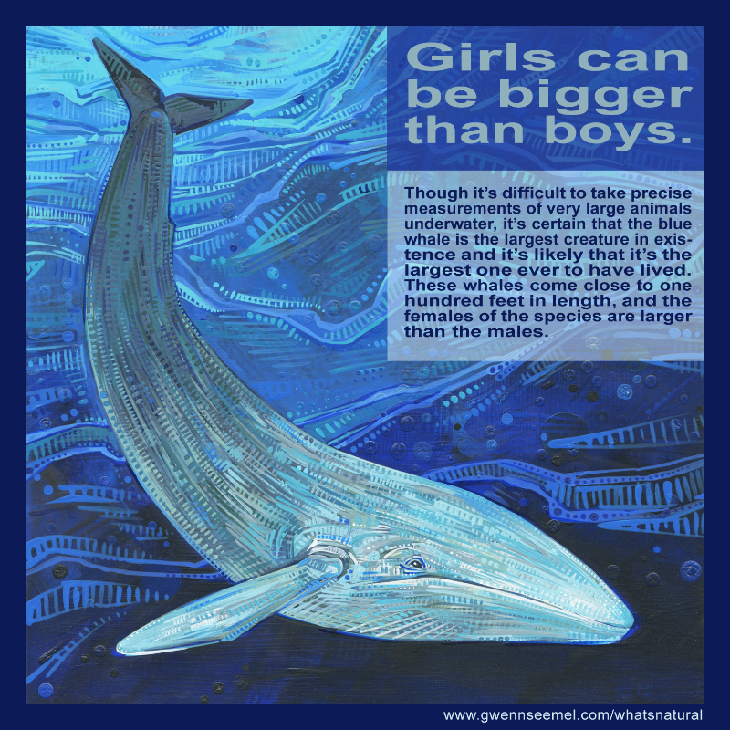 Though it’s difficult to take precise measurements of very large animals underwater, it’s certain that the blue whale is the largest creature in existence and it’s likely that it’s the largest one ever to have lived. These whales come close to one hundred feet in length, and the females of the species are larger than the males.