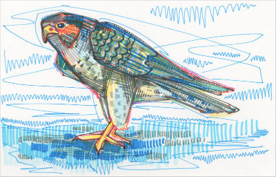 dessin d’un oiseau par l’artiste animalier Gwenn Seemel
