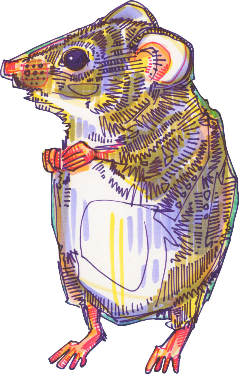 harvest mouse drawing by wildlife artist Gwenn Seemel
