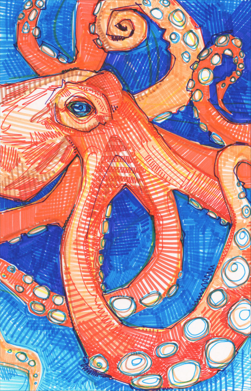 drawing of Giant Pacific octopus