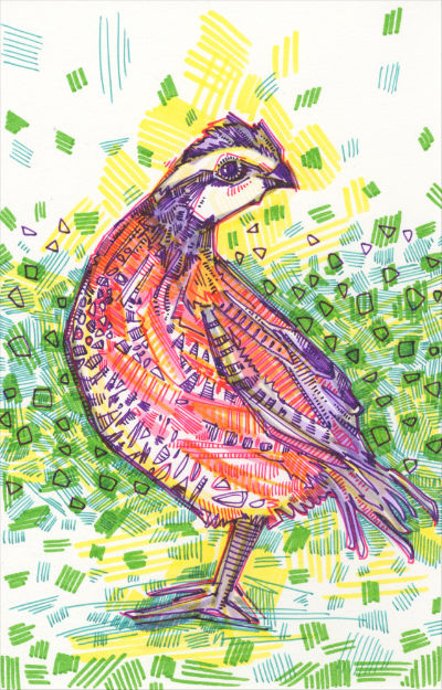 quail drawing by bird artist Gwenn Seemel