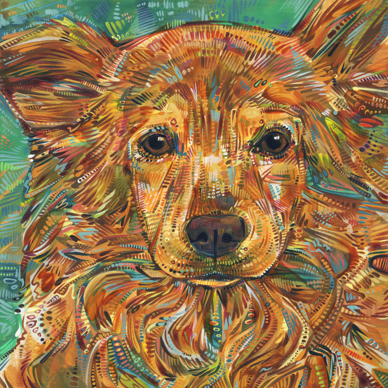 pet portrait, image of a sweet dog face