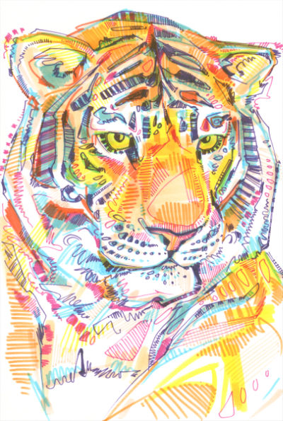 tiger drawing by wildlife artist Gwenn Seeme;