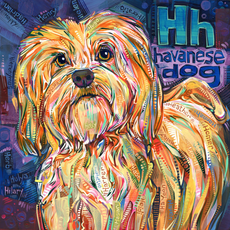 Havanese dog, pet portrait