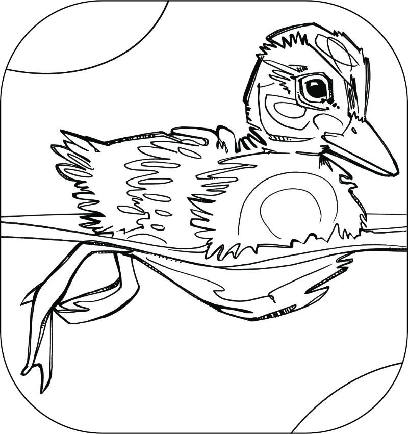 coloriage d&rsquo;un caneton nageant, par l&rsquo;artiste Gwenn Seemel