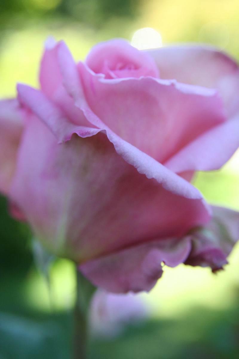 photo of a pink rose by Gwenn Seemel