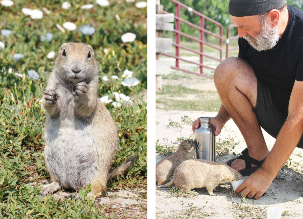 giving prairie dogs a drink of water