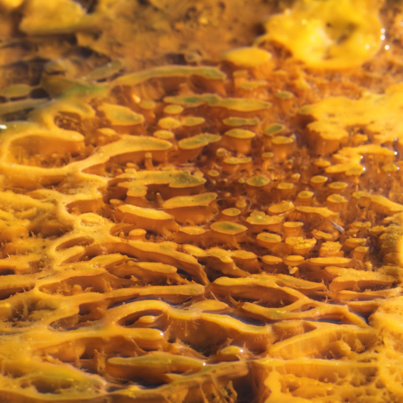 algues dans une des sources à Yellowstone, photo abstraite